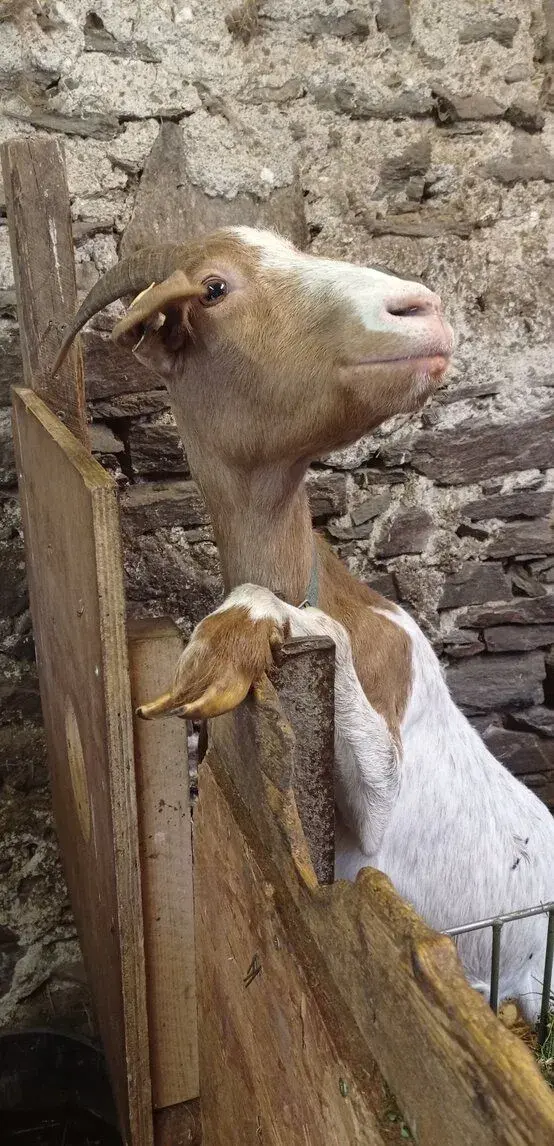 Čtyřletá koza