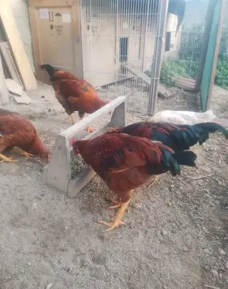 Kohout
