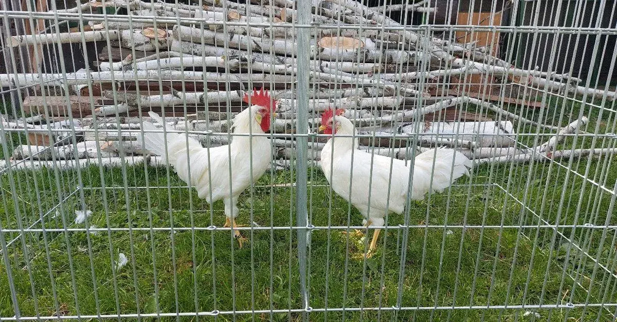 Leghornka bílá