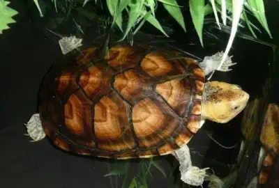 Vodní želvy - klapavky běloústé - Kinosternon leucostomum