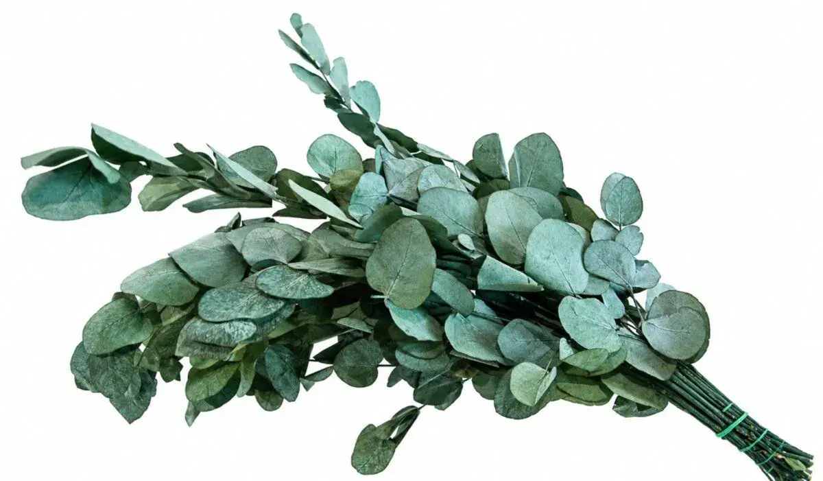 Stabilizovaný eukalyptus - životnost 5 let (cena za svazek)