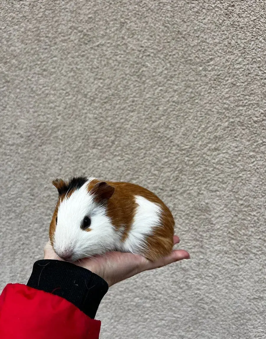 Tříbarevný sameček morčete