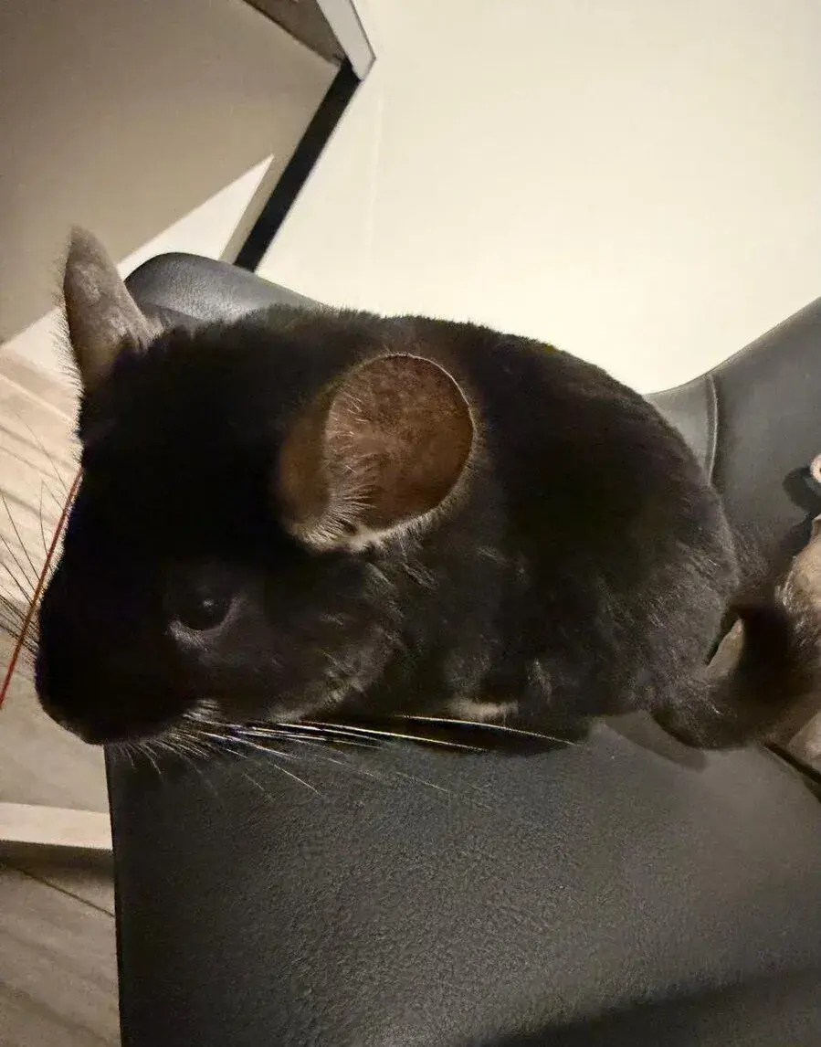 Samičku činčili black pearl