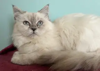 Kotě x perská činčila a ragdoll