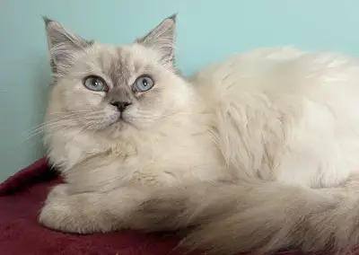 Kotě x perská činčila a ragdoll