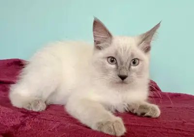 Ragdoll kotě