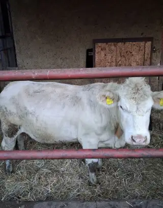 Charolais