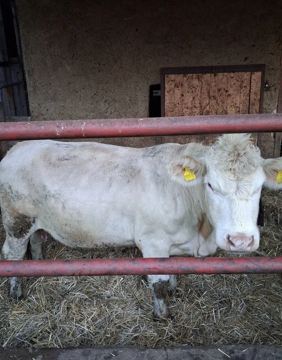 Charolais