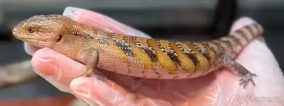 Tiliqua scincoides intermedia