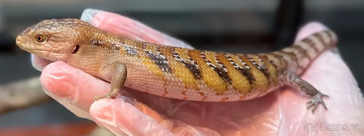 Tiliqua scincoides intermedia