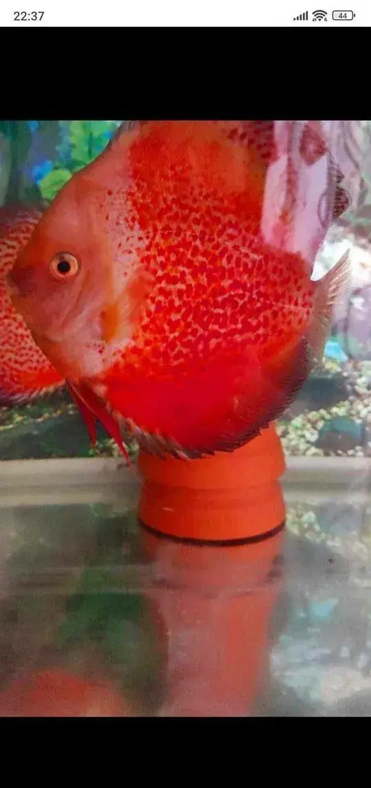 Discus terčovci terčovec