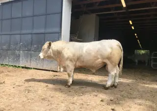 Plemenní býci Charolais