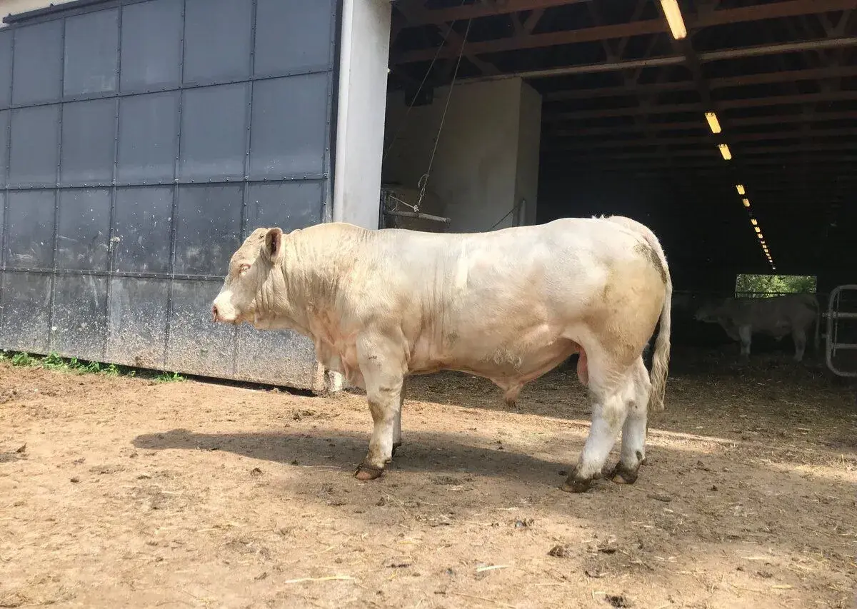 Plemenní býci Charolais