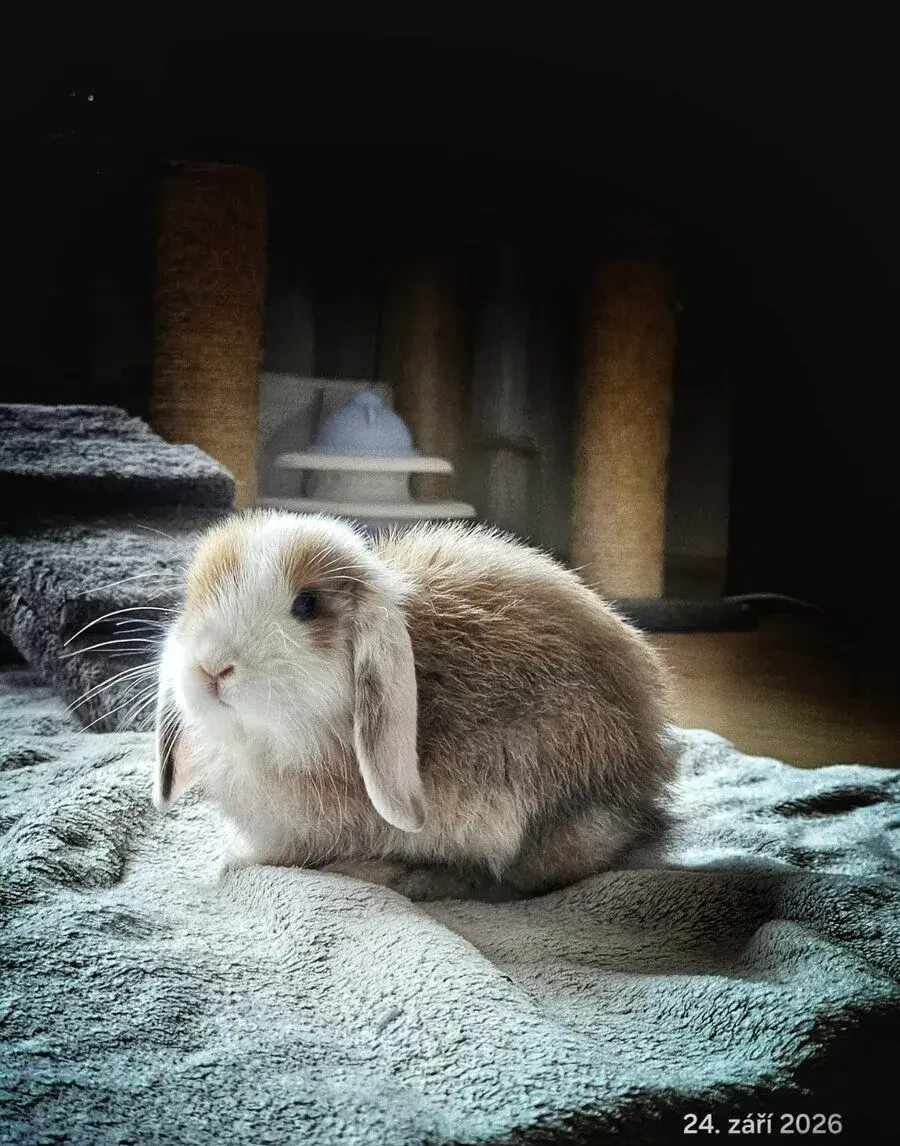 Mini Lop