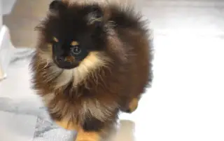 Pomeranian s PP