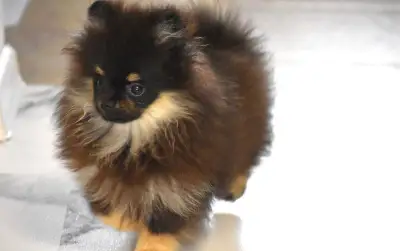 Pomeranian s PP