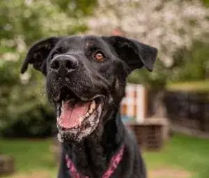 Arthur - X labrador, cca 2 roky