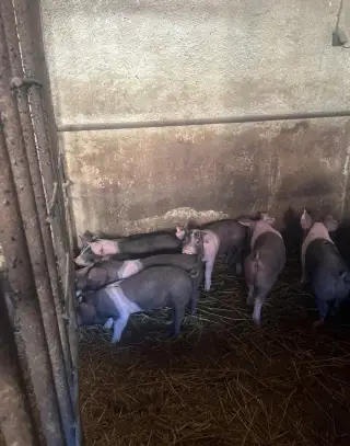 Selata