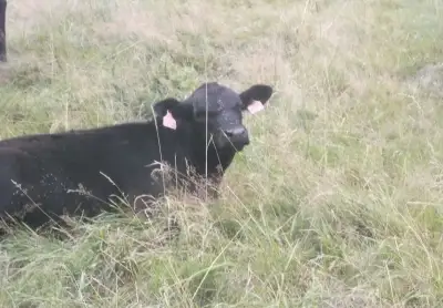 Býky Aberdeen angus