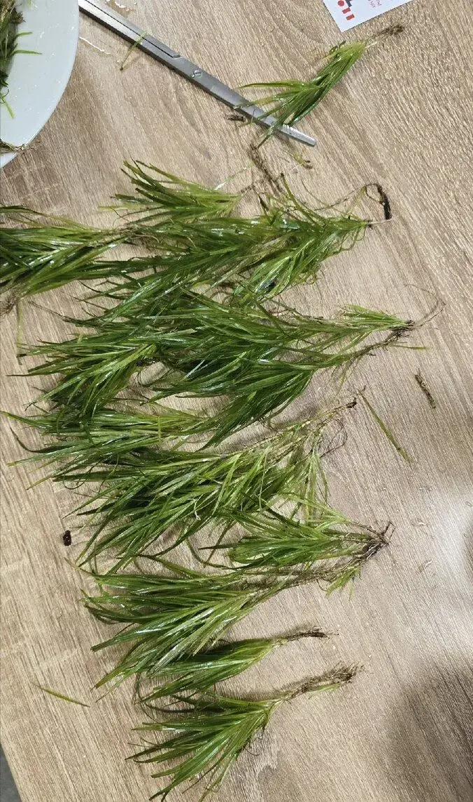 Přebytky rostlin, Anubias, Sagittaria Subulata