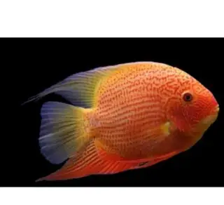 Heros severum Red Spotted