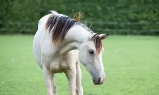 Tříletý kinský valach