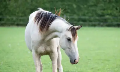 Tříletý kinský valach