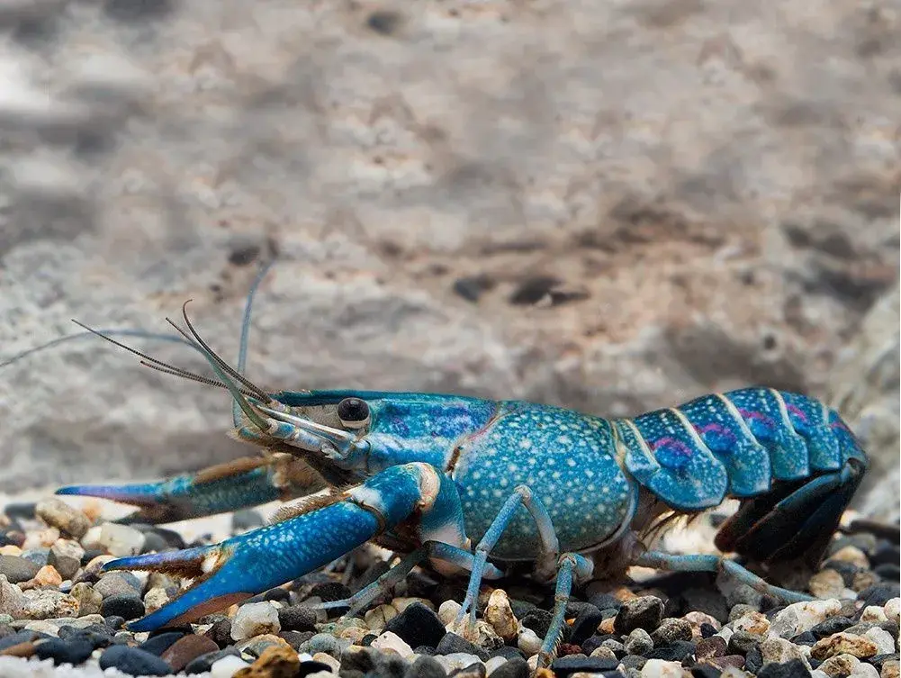 Rak červenoklepetý - Cherax quadricarinatus