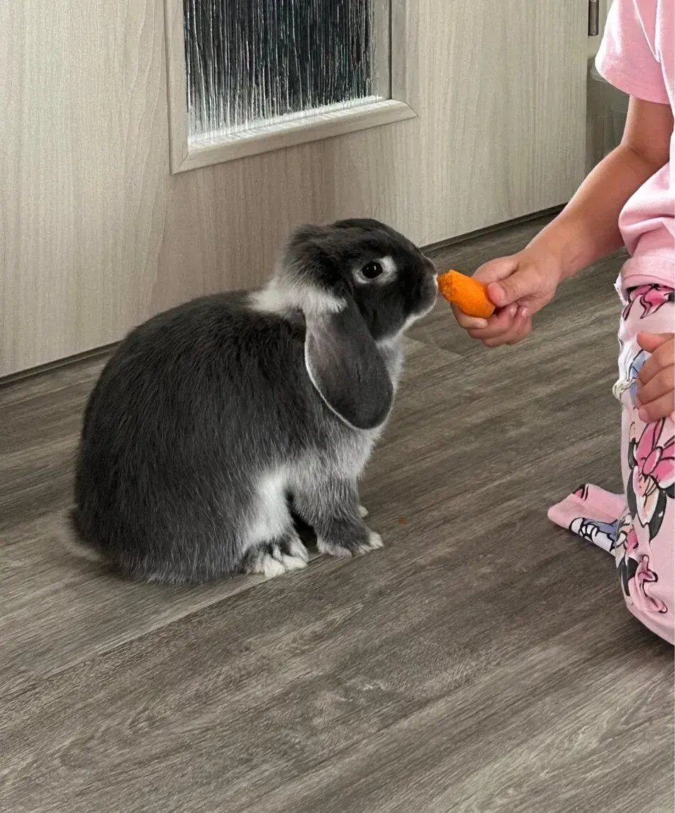 Zakrslý beran bílopesíkatý modrý