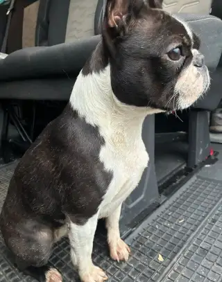 Boston,Bostonský teriér,Boston Terrier s PP