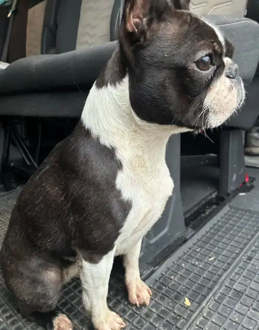Boston,Bostonský teriér,Boston Terrier s PP