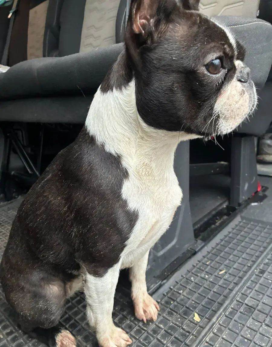 Boston,Bostonský teriér,Boston Terrier s PP