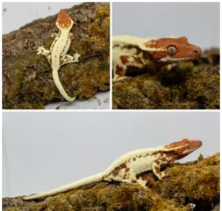 Pagekoni řasnatí (ciliatus) + terarijní doplňky GeckoSVK