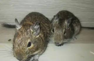 Osmák degu