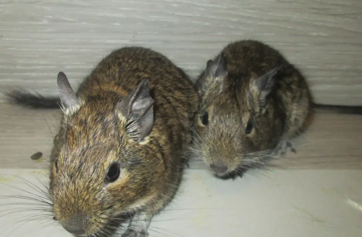Osmák degu