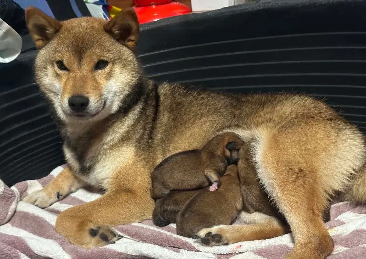 Shiba s PP