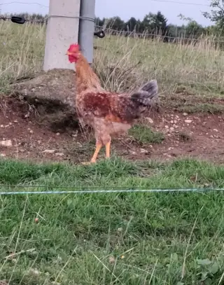 Kohoti