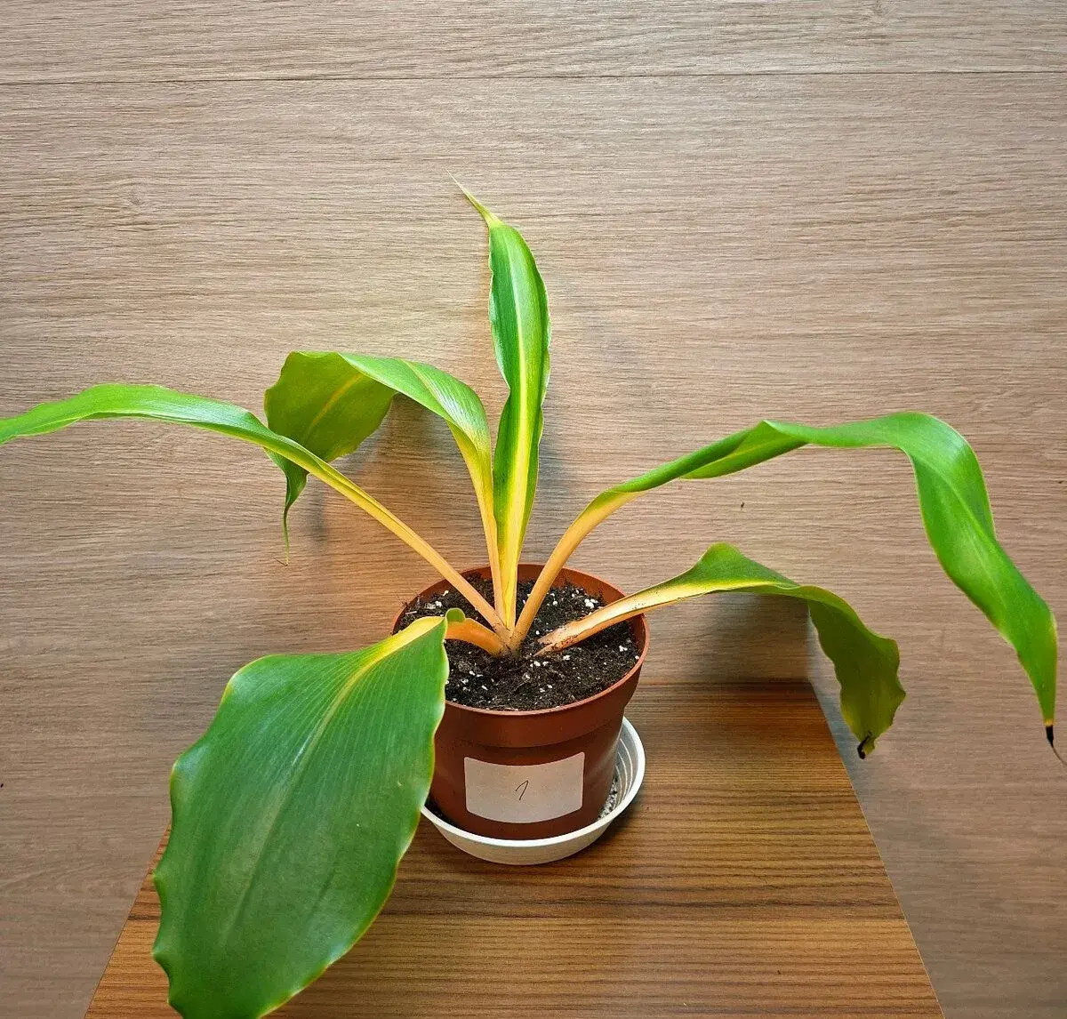 Chlorophytum Orchidastrum Green Orange menší