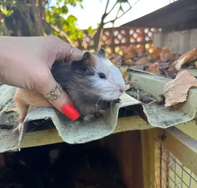 Brášky morče mláďata