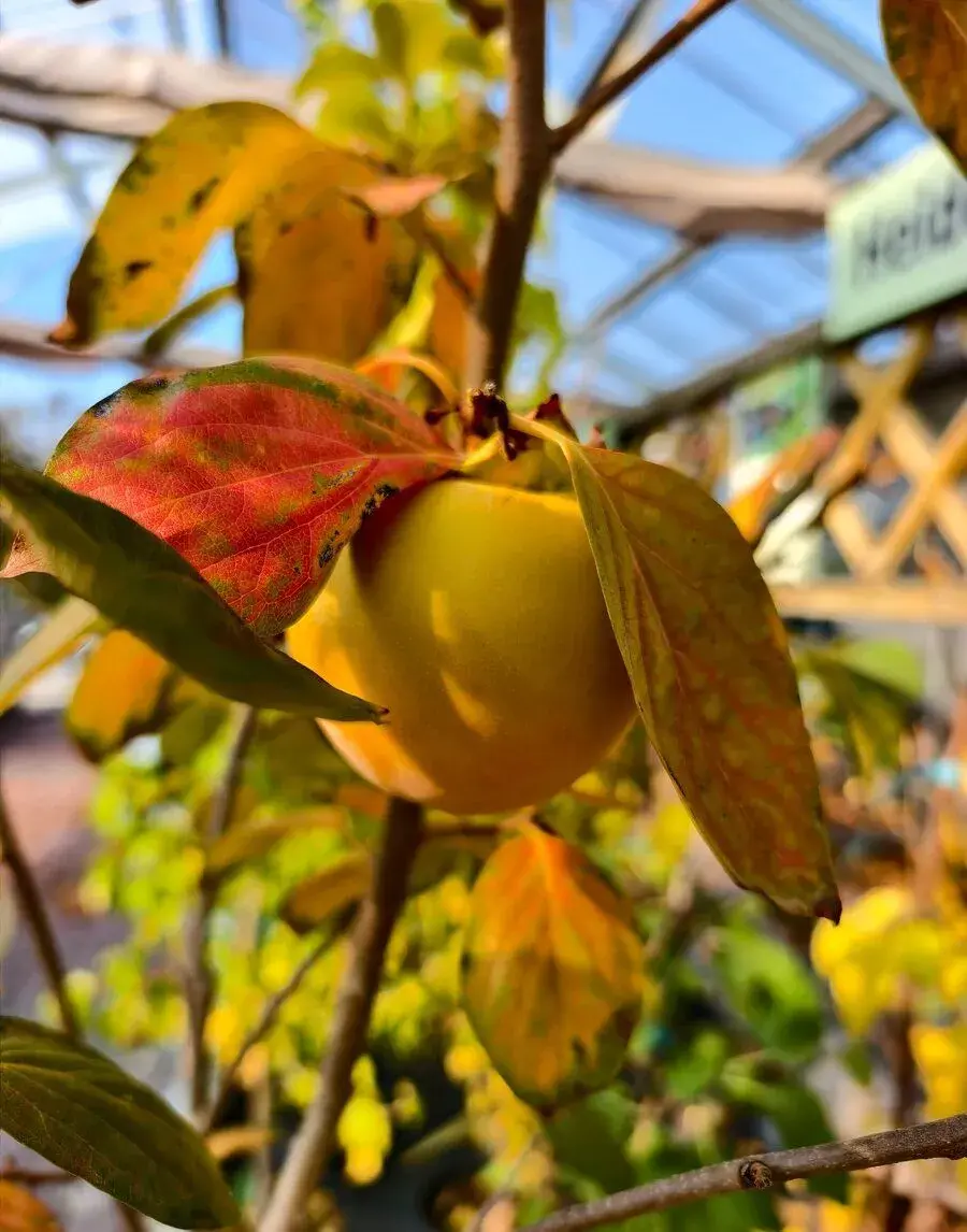 Strom KAKI vzrostlý strom v=2m plody odolnost -20C za 3750Kč
