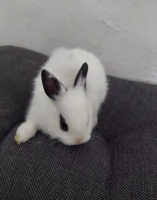 Zakrsly kralik mimi