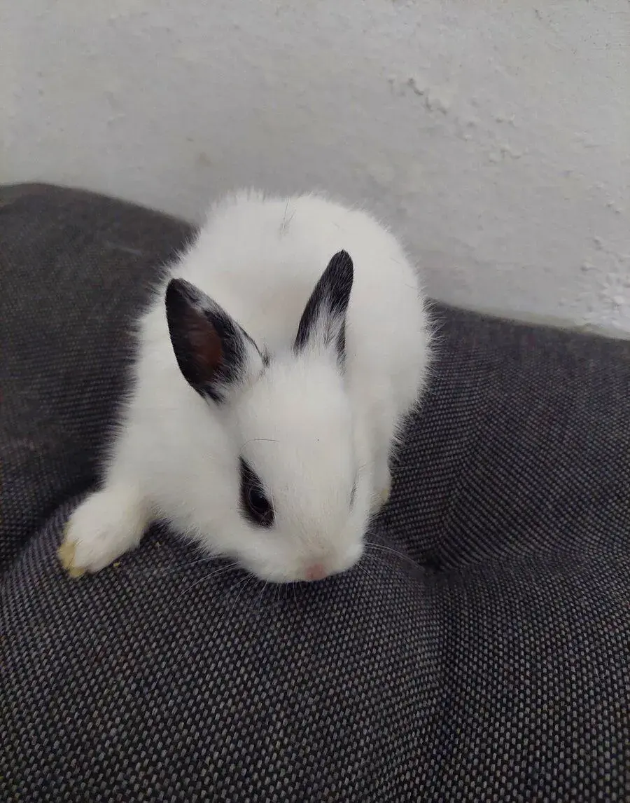 Zakrsly kralik mimi