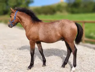 Krásný letošní hřebeček ČSP po Orchid's Romario II
