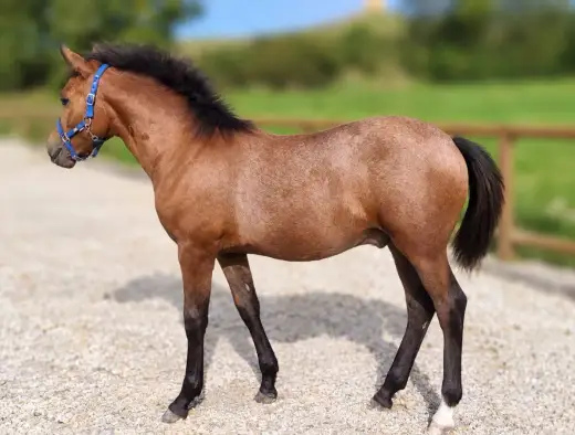 Krásný letošní hřebeček ČSP po Orchid's Romario II