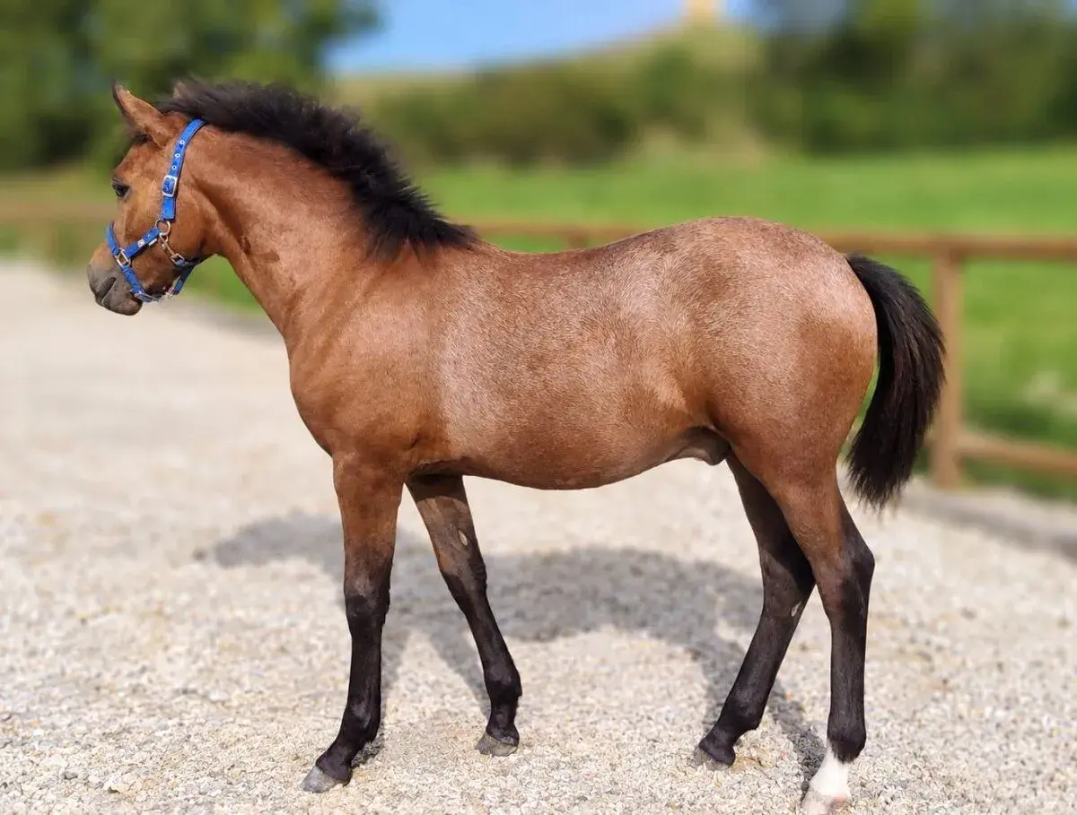 Krásný letošní hřebeček ČSP po Orchid's Romario II