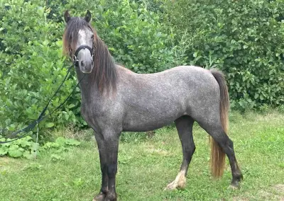 valášek wpbr