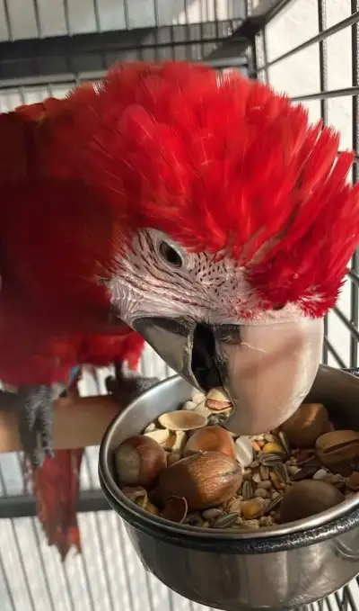 Ara zelenokřídlý