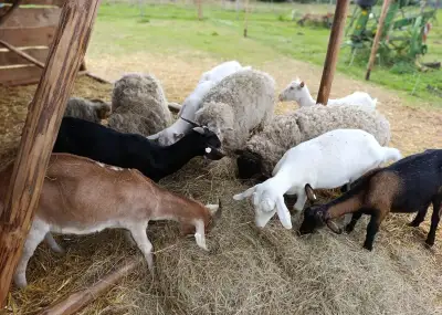 Daruji stádo kontaktních koz i ovcí
