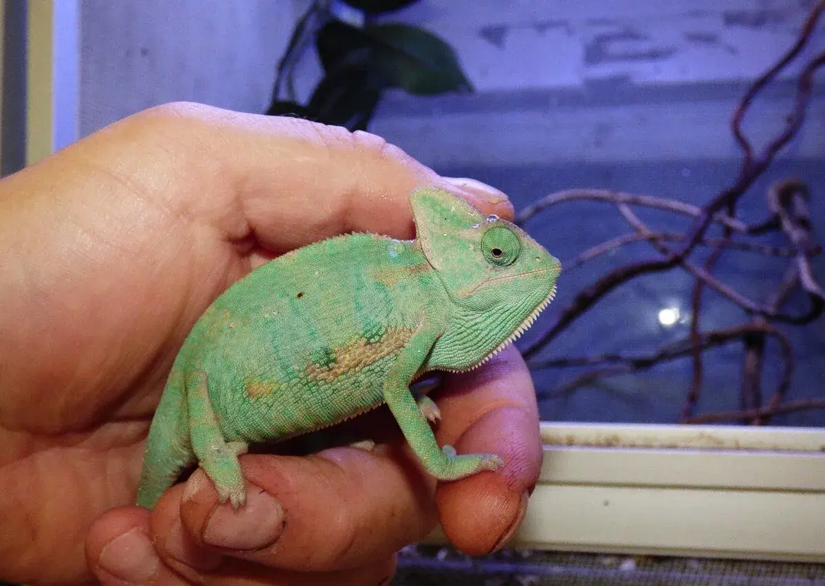 Chameleon jemenský