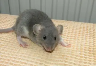 Dumbo, silvermane potkáňátka s rodokmenem
